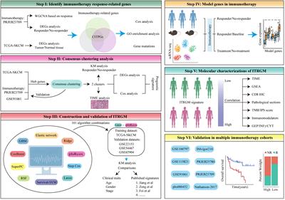 Machine learning-based identification of an immunotherapy-related signature to enhance outcomes and immunotherapy responses in melanoma